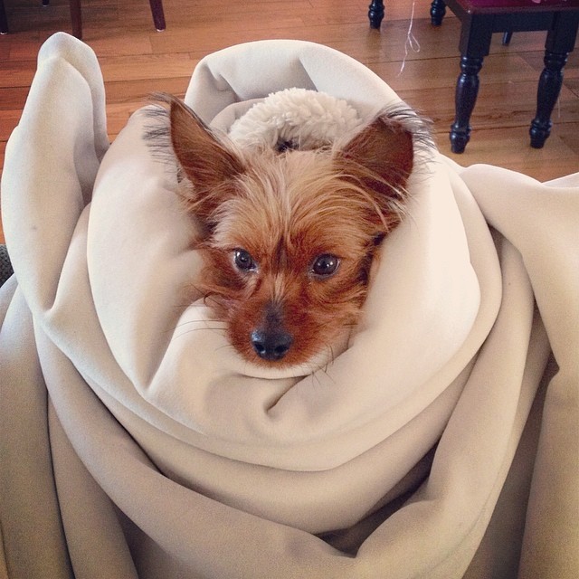 in Gracie's journal today: "I have the best life" #graciegram