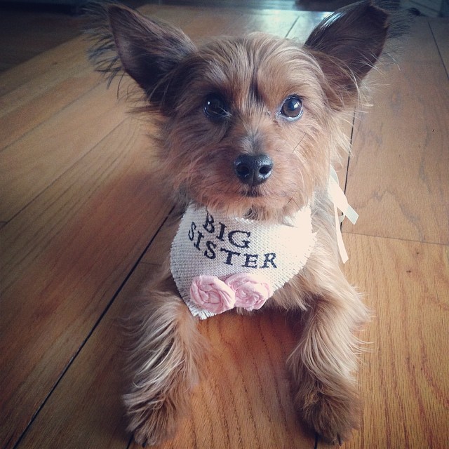gracie's so excited to announce she is going to be a big sister! baby henri due september 2014 ?