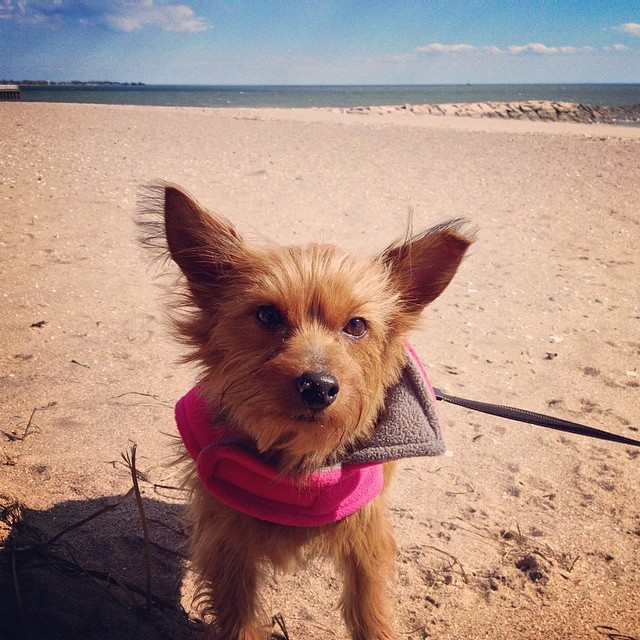 this chickadee enjoyed the beach today ? #graciegram