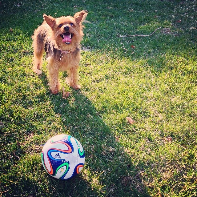 somebody is loving her new soccer ball ? #graciegram