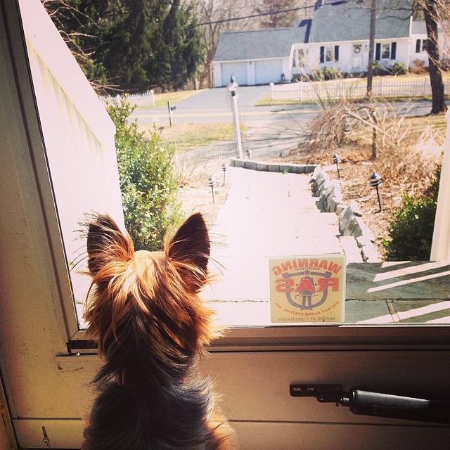 how much is that puppy in the window? #graciegram