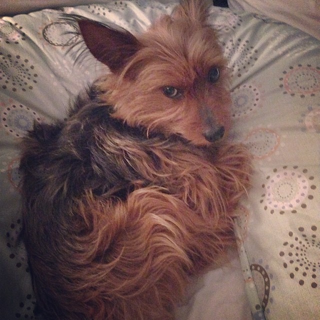 thanks for the body pillow, mom. really helps my hips when I'm sleeping. #graciegram
