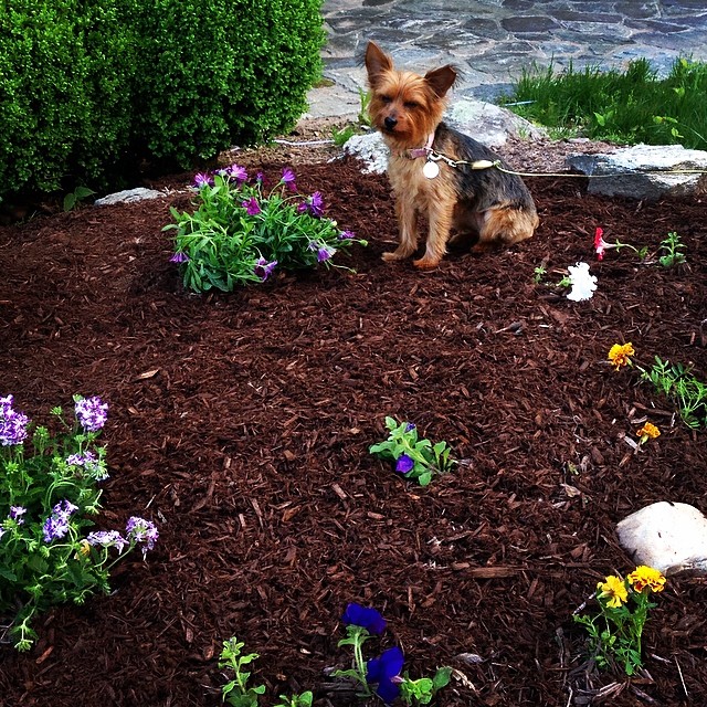 finally finish, I look up and see this. my furry helper. apparently "get off the mulch!!!" doesn't ring a bell....