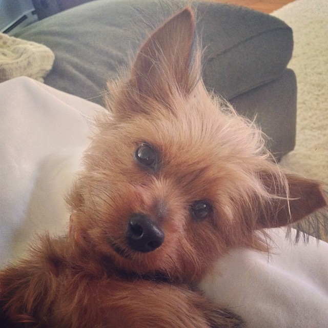 my partner in crime on this gorgeous day #puppylove #graciegram