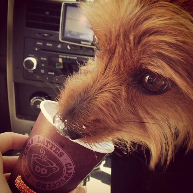 babymoon starts with a puppy latte for this girl. obviously. #graciegram