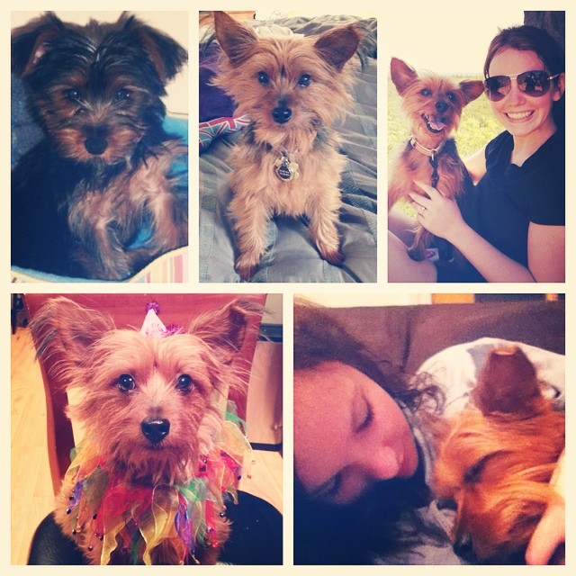 wishing this beautiful puppy the happiest sixth birthday! she's my best little furry friend, the sweetest girl, and has more personality than some people. makes me smile every day and will kiss my face til there are no more tears. can't wait to watch her with our little boy! ?#graciegram #heartbeatatmyfeet