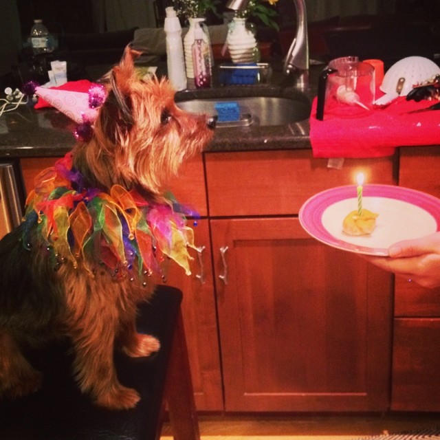 then this happened. #birthdaygirl #spoiledrotten #graciegram ?