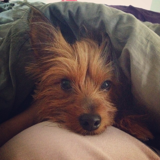my morning view these days... ? #doesntgetold #graciegram