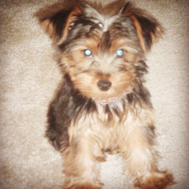 six years ago this little muffin became mine #graciegram