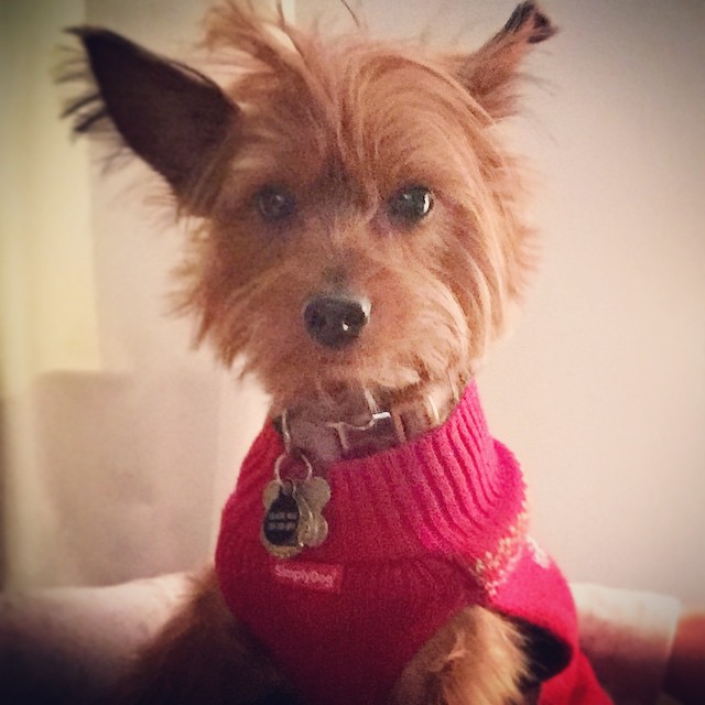 holiday chic.