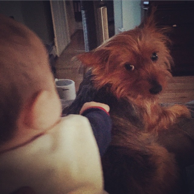 and by "pet," you mean grab a chunk of fur and don't let go, right? #gracieandbrian #patientpuppy