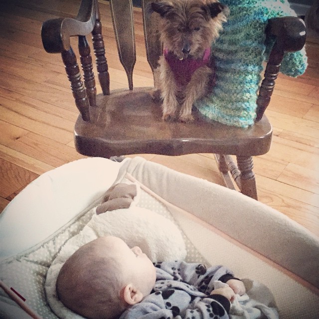 furry protection #gracieandbrian