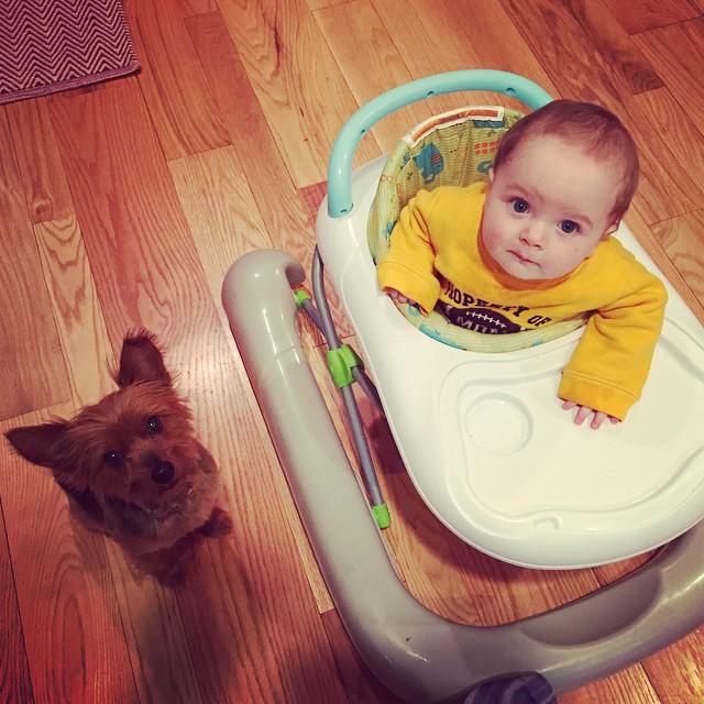 they're both waiting for a piece of cheese. what have I done. #gracieandbrian