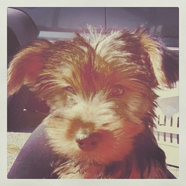 seven years ago today I got to snuggle this muffin for the first time! my first and furriest baby, and best pal to B...I'm one lucky mama ?